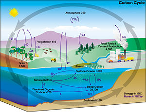 300px-carbon_cycle-cute_diagram.jpg
